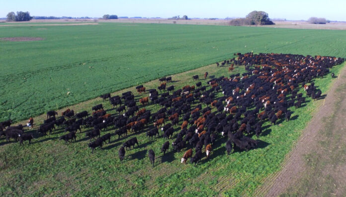 Terneros-Ganadería-intensiva-9-de-Julio