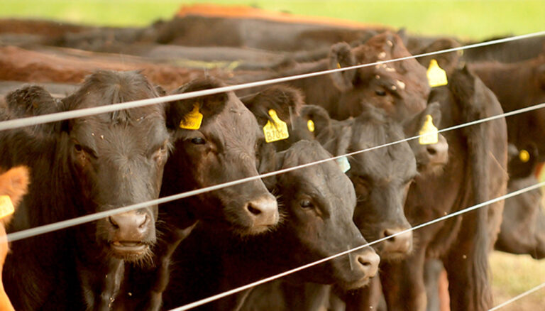 Precios del remate de hacienda de La Ganadera en General Ramírez del jueves 16 de abril de 2026