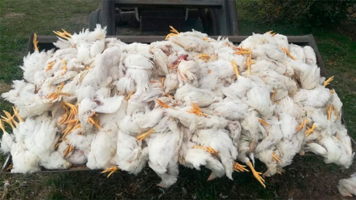 niños-mata-gallinas