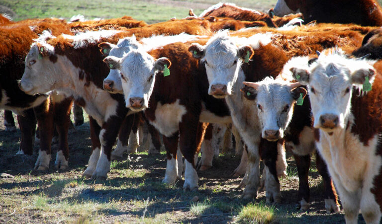 Precios del remate de hacienda de La Ganadera en María Grande de este lunes 27 de octubre de 2025