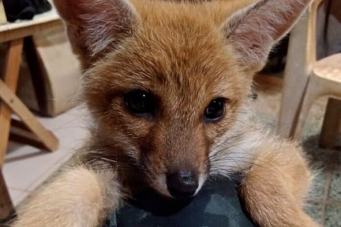 zorrito1