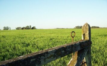 La actividad inmobiliaria rural cerró un balance negativo en 2021: caída del 31%
