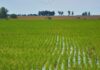 INTA presentó dos nuevas variedades de arroz para fortalecer la competitividad nacional