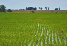 INTA presentó dos nuevas variedades de arroz para fortalecer la competitividad nacional
