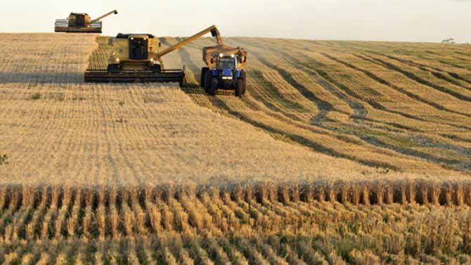 cosecha-argentina-trigo