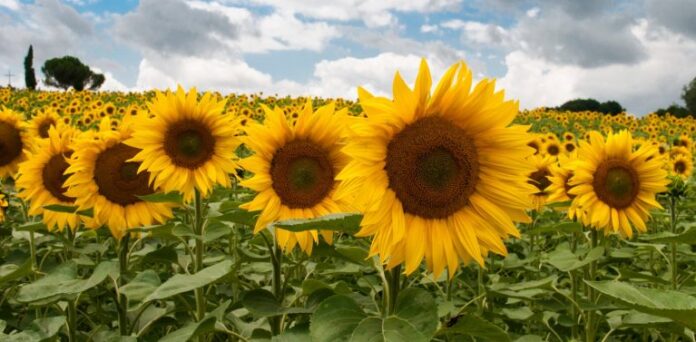 girasol-768x377