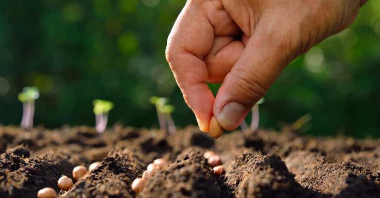 Aranguren: se entregarán semillas para la temporada otoño-invierno