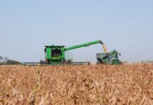 Soja entrerriana: fuerte caída en primera y récord de expansión en segunda