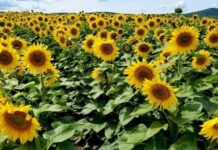 Girasol en Entre Ríos: la cosecha superó el 50% con rendimientos por encima del promedio histórico