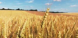 El Niño en el horizonte: el campo recalcula su estrategia ante el regreso de las lluvias