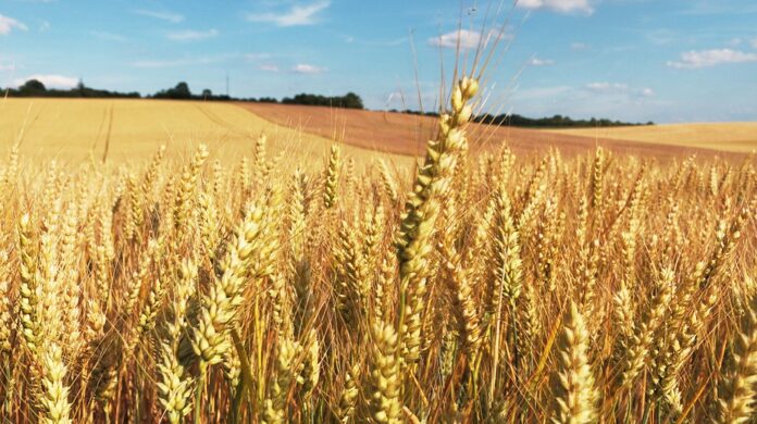 El Niño en el horizonte: el campo recalcula su estrategia ante el regreso de las lluvias