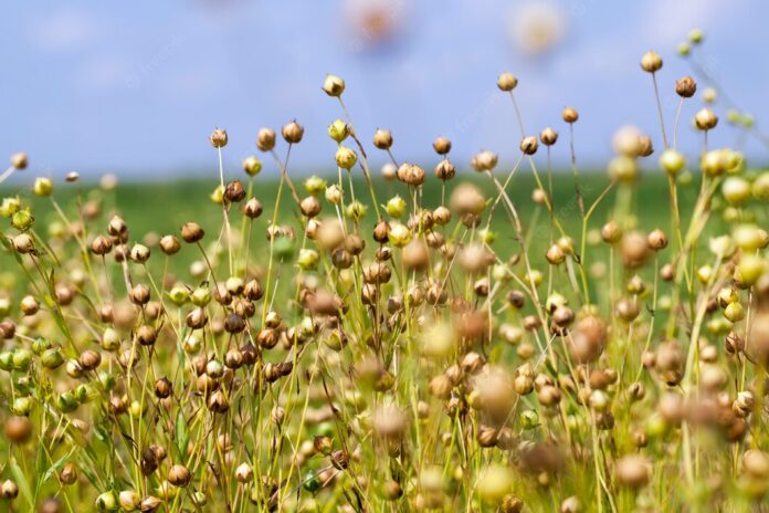 lino-verde-listo-cosecha-campo-agricola-donde-crece-lino-que-utiliza-produccion-tejidos-lino_252085-18625