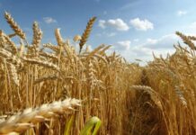 Perspectivas económicas de la campaña de trigo: la cotización compone un mínimo desde 2020