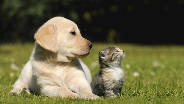 Simplificaron viajes con mascotas: Senasa lanzó el certificado veterinario internacional digital