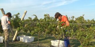 entre ríos entre viñas