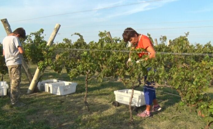 entre ríos entre viñas