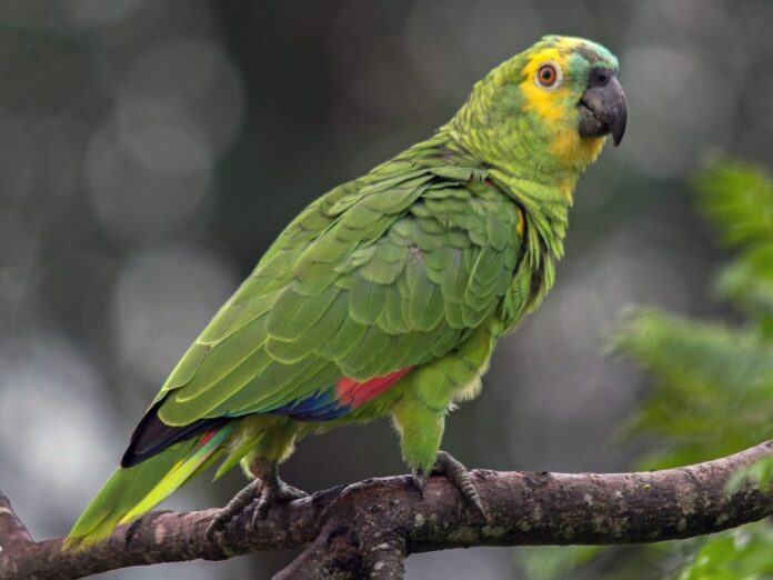 loro-1024x768