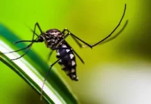 Por cuánto tiempo protege la vacuna del dengue