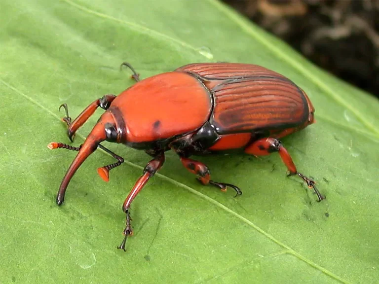 Se actualizaron las medidas para la prevención del picudo rojo de las palmeras