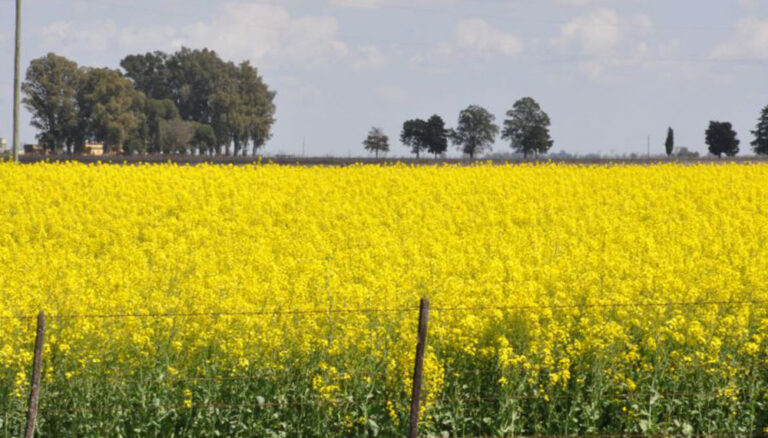 El INTA presentó dos nuevas variedades de colza para potenciar la producción en la región pampeana