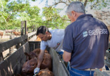 Libre elección de veterinarios para vacunar: opiniones a favor y en en contra en Entre Ríos