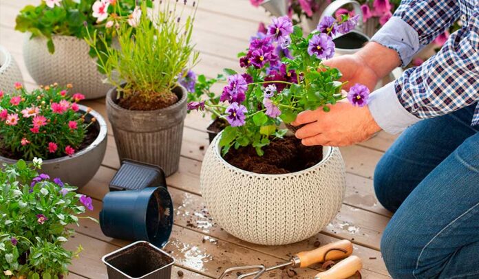 plantas-de-primavera