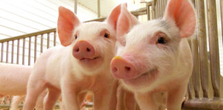 SENASA lanzó un nuevo plan de control y erradicación de la enfermedad Aujeszky