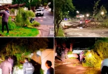 Temporal en Paraná: calles y viviendas afectadas por la caída de árboles